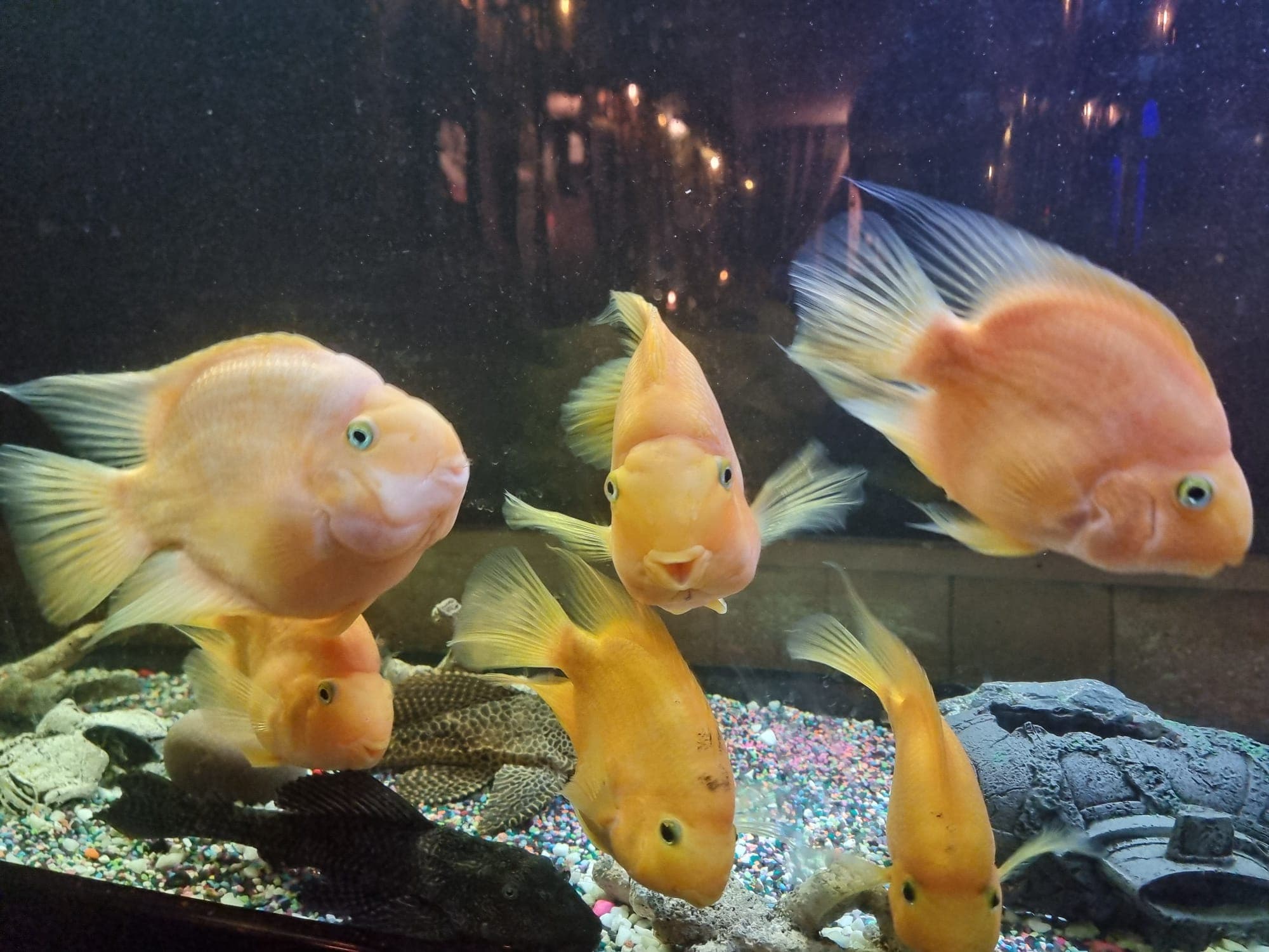 Dining area at The Bear Inn